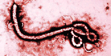 埃博拉病毒结构