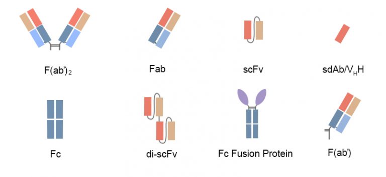 Scfvfab Construction Antibody Fragments Expression Detaibio