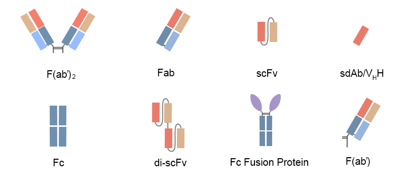 scfv-fab-construction-antibody-fragments-expression-detaibio