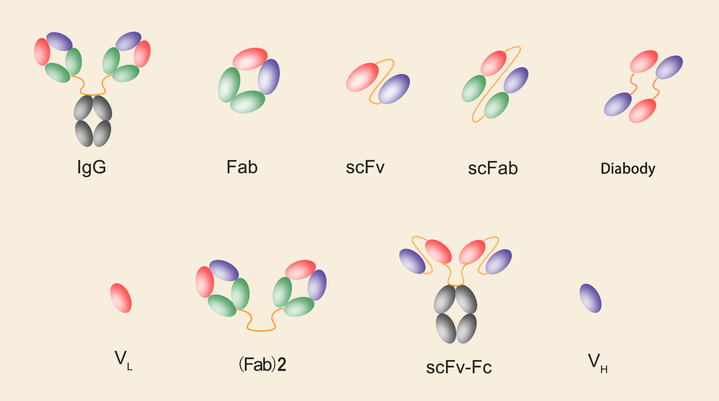 我们可以表达的重组抗体有:scfv单链抗体,抗体全长,抗体fab片段,(fab&