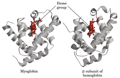靶蛋白结构图