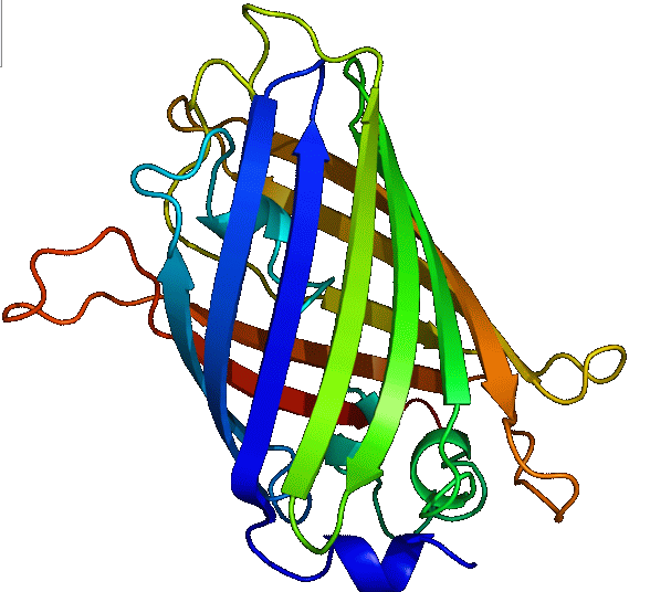gfp绿色荧光蛋白结构