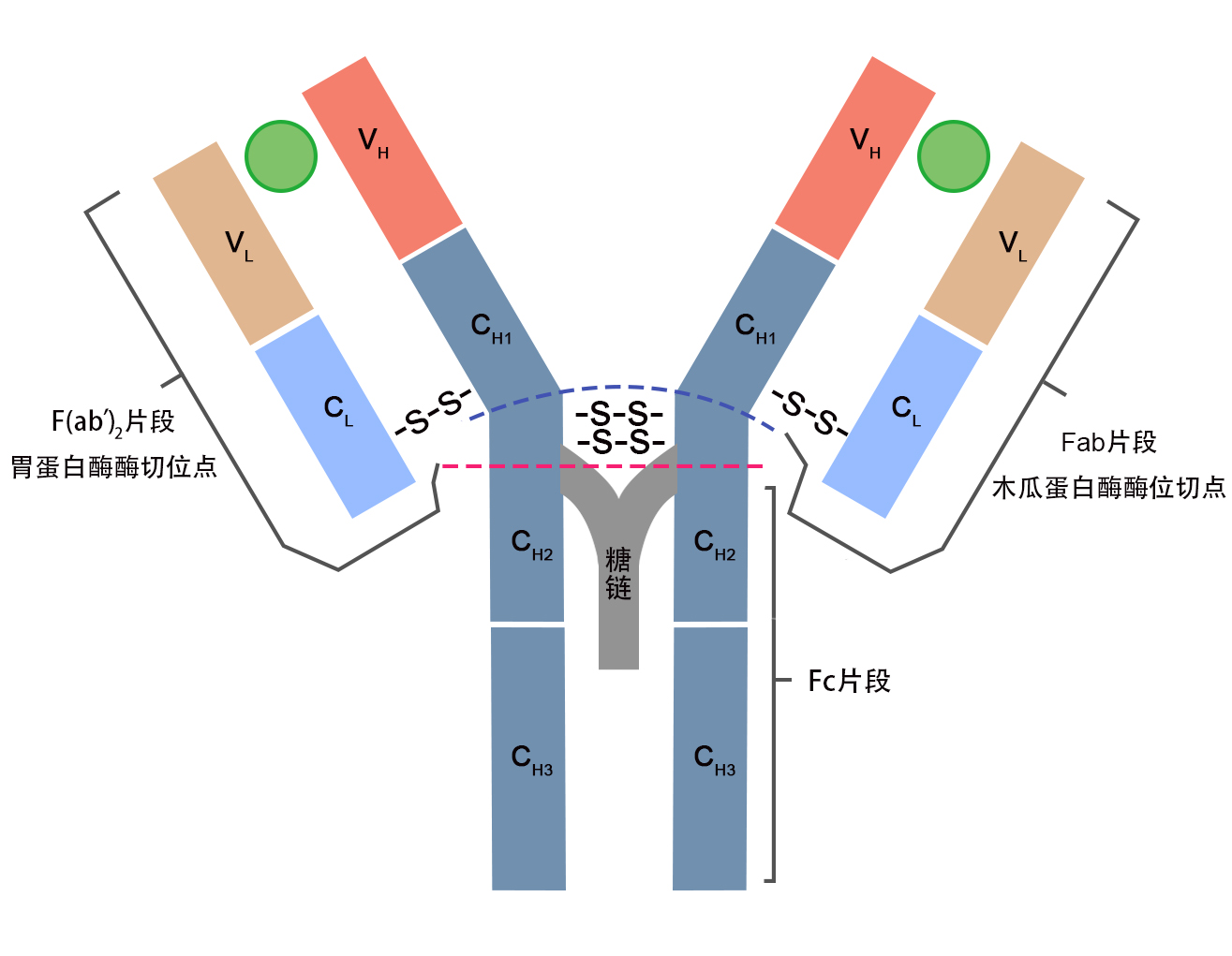 【doc】 scfv及重组tnf-α双功能抗体融合蛋白的表达及其软件预测