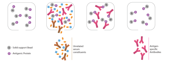 抗体亲和纯化柱原理示意图