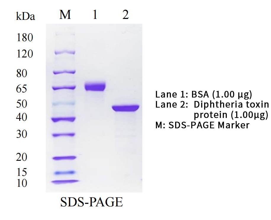 DTD01-SDS-PAGE