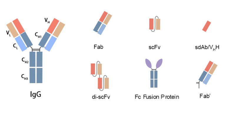 Recombinant Antibody - Antibody Expression Service - DetaiBio