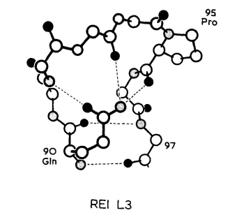 REI Vκ结构域L3区构象