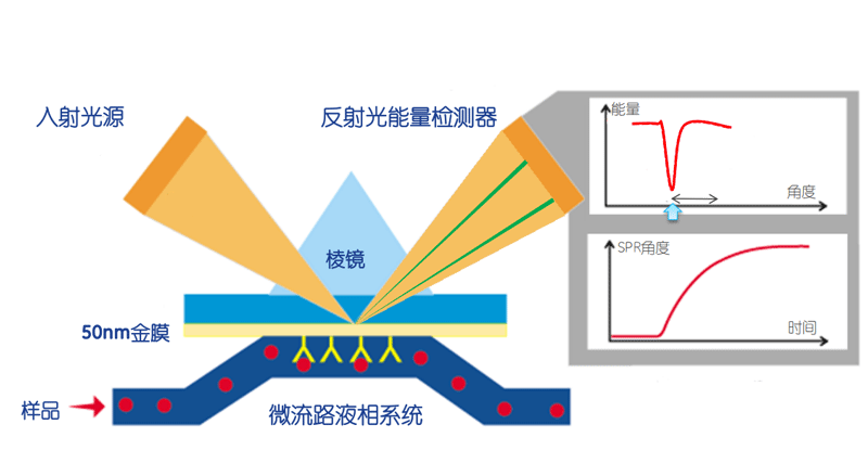 Surface-plasmon-resonance