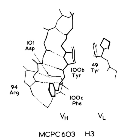MCPC603 H3区构象
