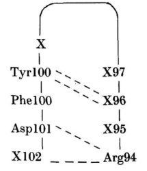 six-residue-H3-structure