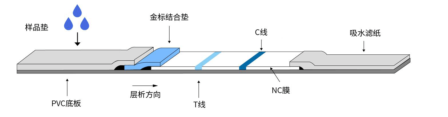 Structure-of-colloidal-gold-immunochromatographic-strip