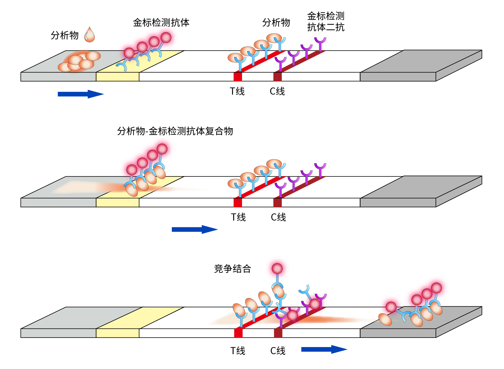 双抗夹心法