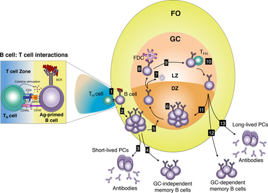 记忆B细胞形成途径示意图